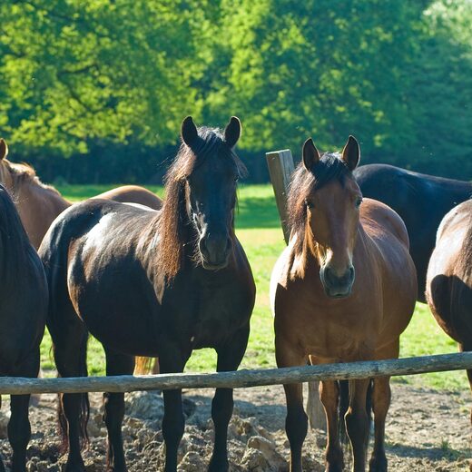 Les chevaux Mérens, stars de la transhumance ariégeoise