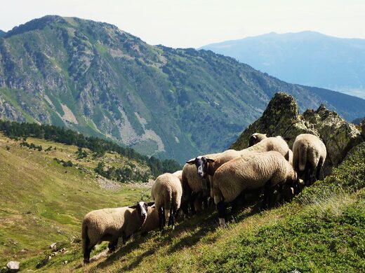 Transhumance en Ariège : vivez la tradition pastorale au cœur des Pyrénées