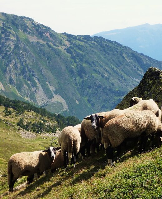 Transhumance en Ariège