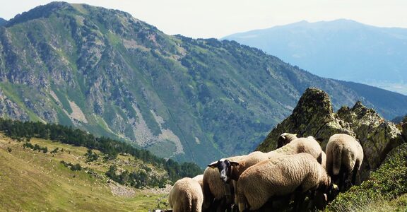 Transhumance en Ariège : vivez la tradition pastorale au cœur des Pyrénées