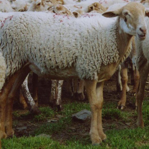 Comment participer à une transhumance