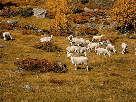 Ariège en automne : les plus beaux spots photos et randonnées saisonnières